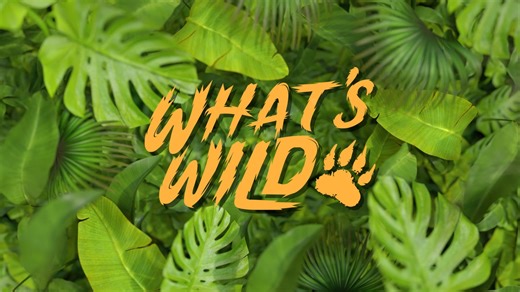  This episode highlights the fascinating life of Gopher Frogs and...