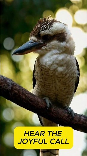 Kookaburra Call – Iconic Laughing Bird Sound | Nature Ringtone & Wildlife Audio #birdcall #nature
