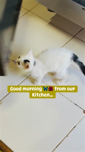 Marie's Kitchen-Solomon Islands on Reels