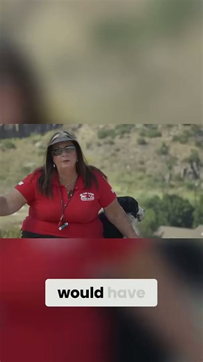 Border collie magic herding ducks to sheep!