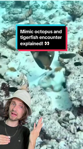 octopus and triggerfish encounter explained! 👀