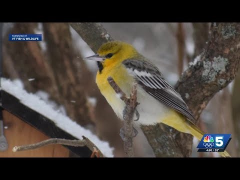 Bird rarely seen in Northeast spotted in southern Vermont