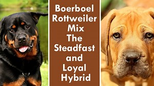 Rottweiler Wolf Mix: Is This Hybrid Dog Real? Find Out the Truth! | Anything Rottweiler