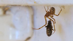 Spider Wrapping Prey Web: Stockvideos & Filmmaterial (100 % lizenzfrei) 34577779 | Shutterstock