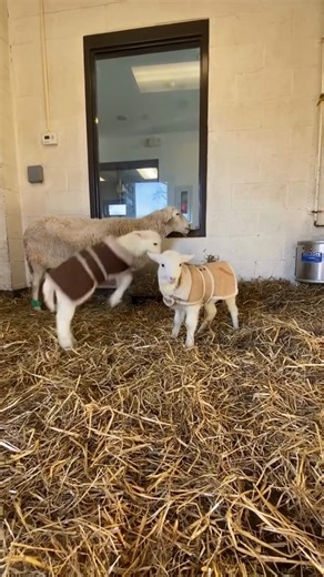 This is what it looks like to grow up at sanctuary with your sister by your side. 💚 | Farm Sanctuary