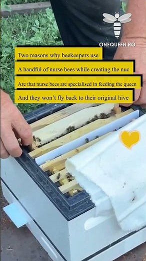 Two reasons why beekeepers use a handful of nurse bees while creating the nuc are that..