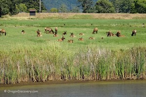 Dean Creek Elk Viewing Area - Wildlife Watching on the Coast - Oregon Discovery