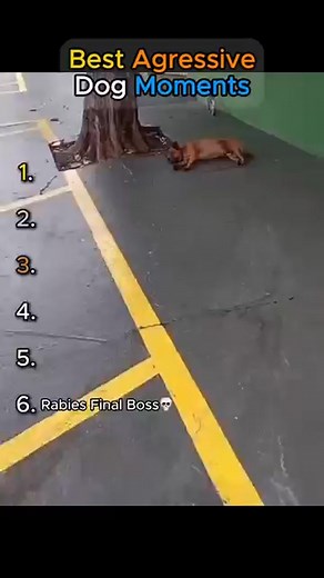 45K reactions · 1.3K shares | Aggressive Dog moments  #dogs #animals #funnyreelsvideo #funnymoments #fypreels #reelsfacebook #fypシ゚ | Kazuma Hideoshi | Facebook