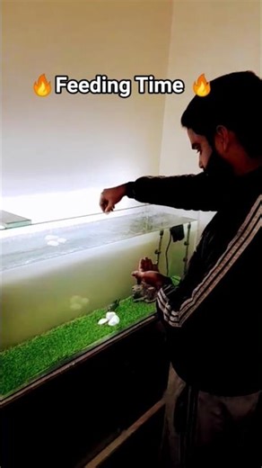 💙 #flowerhorn #arowana #fish #aquarium #fyp #fypシ #foryou #shortvideo #ytshorts #viral