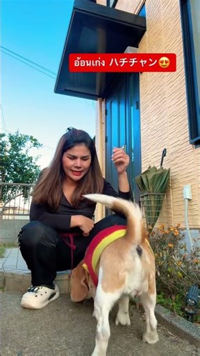 อ้อนเก่งน่ารักสุนัขบีเกิ้ล🐶😊 #สุนัขน่ารัก #สุนัขบีเกิ้ล #beagle ￼