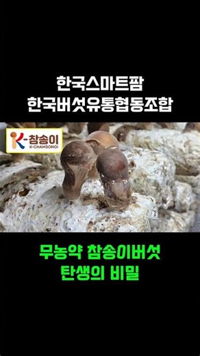 [참송이버섯 생육과정] 자연산 송이 향 그대로! 무농약 참송이 탄생의 비밀 #참송이버섯 #참송이버섯생육과정 #무농약참송이 #한국버섯유통협동조합 #한국스마트팜