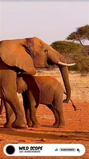Elephant Mom Saves Calf 🐘🔥 | Hyena Runs #Shorts #shortsfeed #animals #wildlife