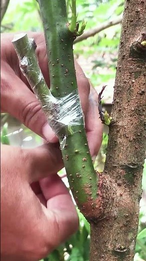 Fast Avocado Grafting EP240 #nature #plantgrafting