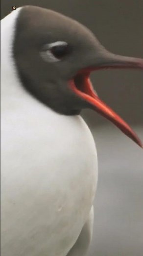 Black-headed gull Sounds (3)