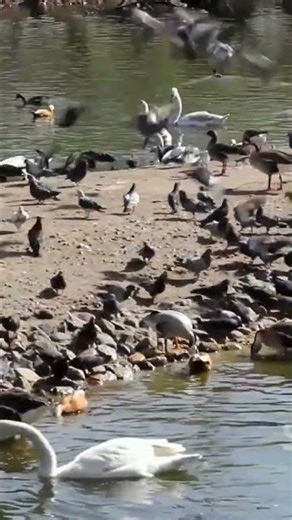 H5N1 Avian Influenza (Bird Flu).