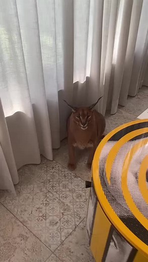 How's your day going with Caracal?