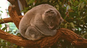 📣 Now is our chance to end native forest logging ❗️The NSW Government is considering an end to the state sponsored destruction of our precious native forests. And they want to know what you think. ❗️This is a critical moment for the movement: we need to convince the panel and the political establishment that NOW is the time for an immediate end to native forest logging. Make a submission today: https://www.nature.org.au/submission_to_forestry_industry_action_plan | Nature NSW