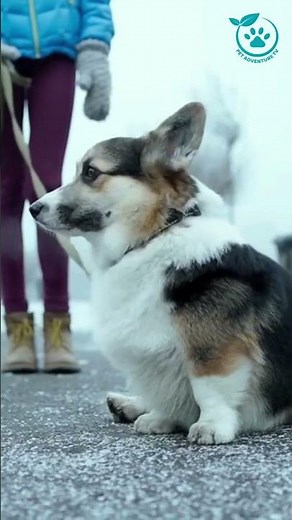 Corgi Agility Training: Fun Exercises for a Fit Pup #dog #corgi #corgidog #petadventuretv #petcare