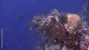 Drifting over Coral Bommie with reef fishes and feather star blue ocean as back drop