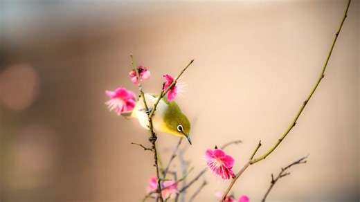 ONKYO安桥功放维修中心|24小时全国统一售后受理中心电话4008120310