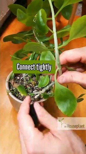 How to Fix a Broken Plant Stem (In 3 Easy Steps!)