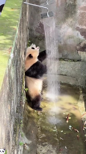 Funny Panda Moments That Will Make You Smile