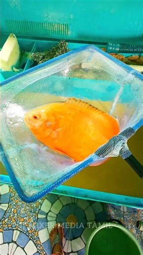 CATCHING OSCAR FISH| 10 INCH| #trending #shorts #aquarium #fishing