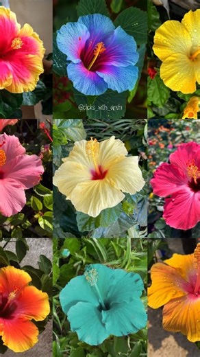 shafikul Garden on Instagram: "Hibiscus plant propagation used by Aloe vera - Very effective method #hibiscus #hibiscusflower #gardening #hybrid #nature shorts, how to grow hibiscus from cuttings, how to propagate hibiscus, hibiscus, how to propagate hibiscus from cuttings, how to propagate hibiscus plant, aloe vera, hibiscus plant, how to grow hibiscus, hibiscus cutting propagation, how to propagate plants with aloe vera, hibiscus plant growing tips, propagating hibiscus, propagate lemon stem w