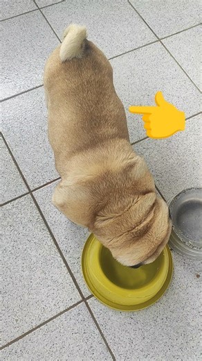 beautiful female dog 24/04