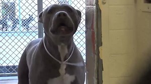 2.2K views · 239 reactions | ADOPTED - moved to SAFE Album 02/10...