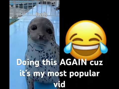 #2homiedawgs #deuchland #funny DEUTCHLAND IST WUNDERBAR #seals #🇩🇪