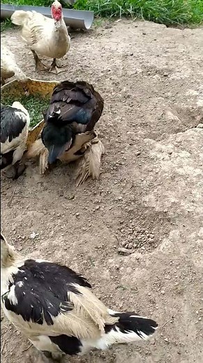Male Muscovy Duck are jealous of male Hybrid Duck