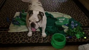 1.3K views · 81 reactions | Begosh & begorrah!! St. Paddy's day is a'comin'!! And in Mr. Bentley's World, that can mean only one thing.... THE 2017 ST. PADDY'S DAY COSTUME: Part I | Mr. Bentley's World | Facebook