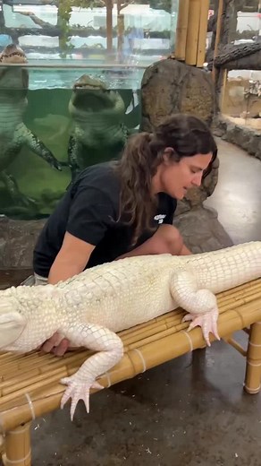 Bath time for coconut!! 🧼 Got to get all the algae off to keep her clean and looking gorgeous! 🤍🐊 | The Reptile Zoo