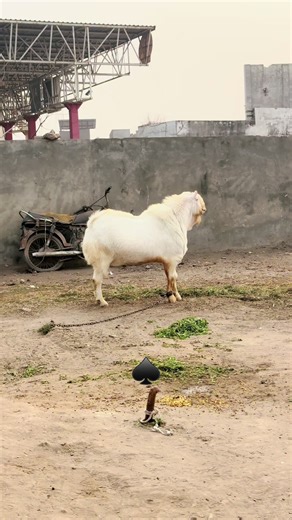 Understanding Breeder Responsibilities in Animal Care