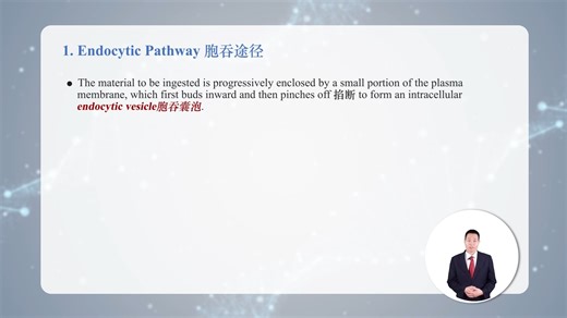 6.4 Endocytic Pathway