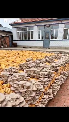 🌽🍄 Corn-Based Mushroom Substrate – Smart Farming Innovation! Did you know corn waste can be turned into high-quality mushroom substrate? By using processed corn materials, mushroom farms can create a nutrient-rich growing medium that supports faster mycelium growth and higher yields. Corn substrate is: ✅ Eco-friendly and sustainable ✅ Rich in natural nutrients ✅ Cost-effective for large-scale farming ✅ Ideal for oyster and specialty mushrooms This method helps reduce agricultural waste while i