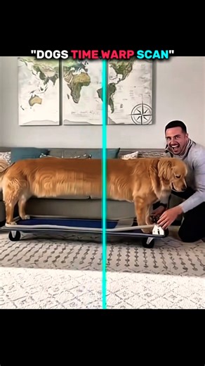 Dogs time warp scan vs cats💀 #cat #dog #animal #shorts