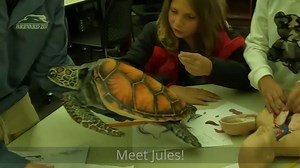 A new flippered friend is adding a splash of fun to our Conservation Learning programs. Meet “Jules,” a 3D-printed sea turtle model! We want to continue to offer unique, hands-on STEM learning opportunities to our students – and this model will help us do so. Jules is currently being used in our Zoo School, a special program that brings area fifth graders to the Zoo for a unique classroom experience. The anatomical sea turtle now plays an important role in our comparative anatomy lesson, during 