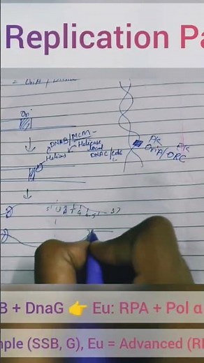 DNA replication Part -2 #shortsfeed #shortvideo #shorts