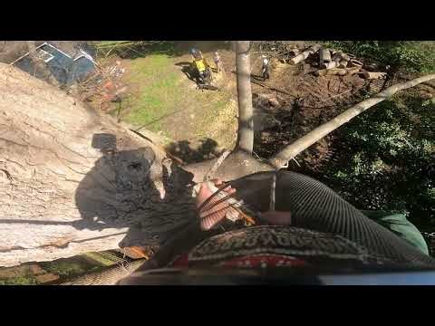 Watch out below !!!!! Compromised poplar comes down with an unexpected twist