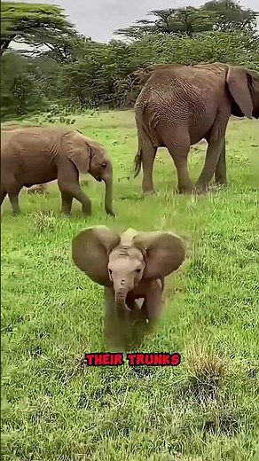 Baby Elephants Learning to Use Their Trunks Is the Cutest Thing Ever 🐘💧#shorts