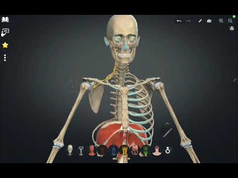 “Referred Pain Mechanism Explained | Medical Physiology Simplified”