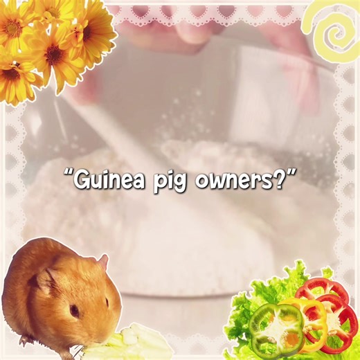 Creating a Crispy Layout for Your Guinea Pig