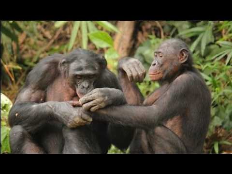 Chimpanzee reproduction A Peek into Their Complex World