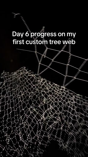 Almost done!! #treenet #web #nature #dreamcatcher #getoutside | tree web
