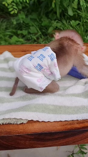 So Cute Baby 💕 | Monkey Love Story