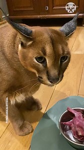 161K views · 881 reactions | An angry caracal cat’s funny outburst | Crafty Panda | Facebook