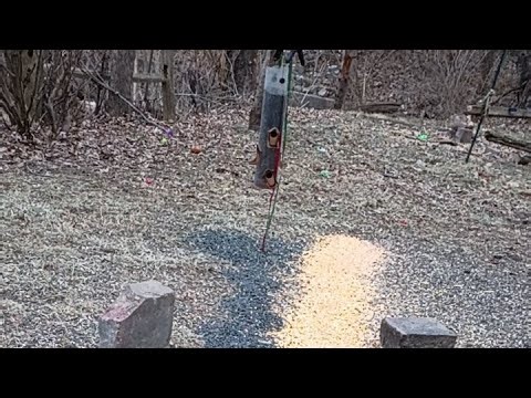 Cam 2 overview - Squirrels for you is live! - 01-04-2026