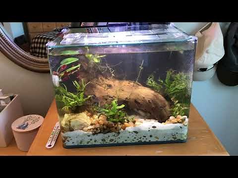 How to Keep Your Cat Off of Your Fish Tank